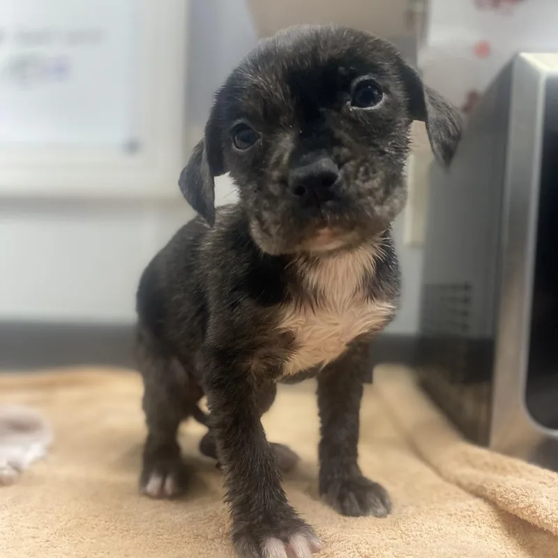 Leonardo thumbnail 4