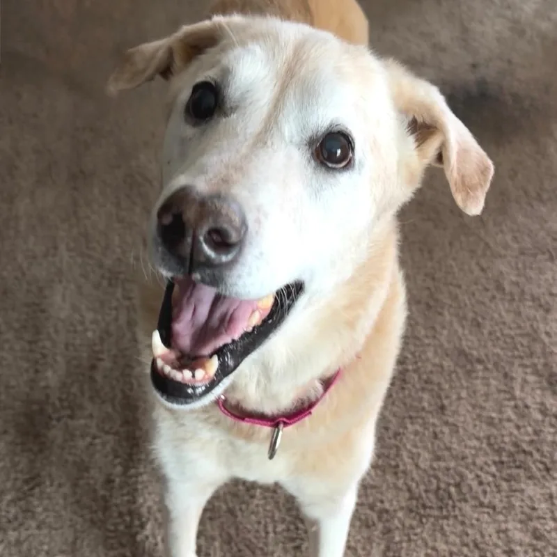 A senior large-sized female Yellow / Tan / Blond / Fawn Labrador Retriever dog named Scout for adoption in Kansas City, MO