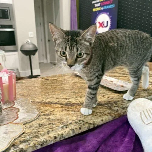 A baby small-sized female Domestic Short Hair cat named Snow for adoption in Tampa, FL