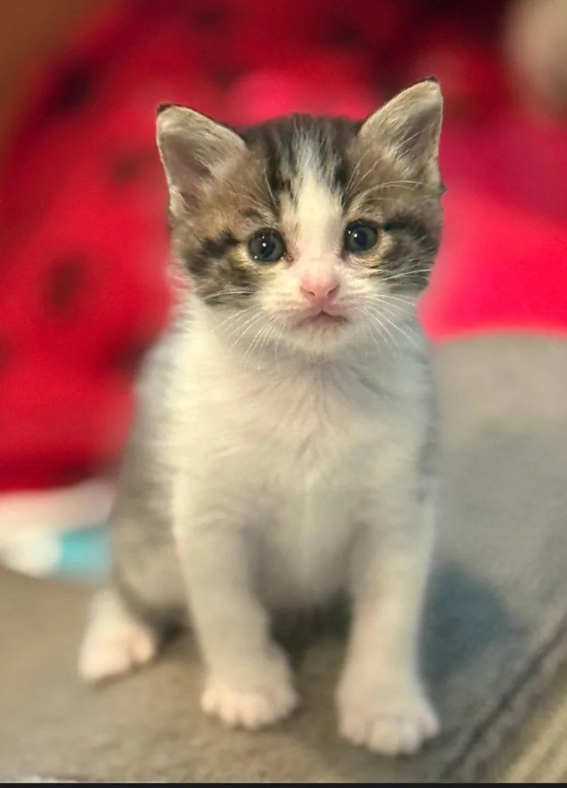 A baby medium-sized female Tabby cat named Kassidy for adoption in Campbell, CA