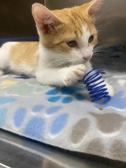 A baby small-sized female Domestic Short Hair cat named Burglar for adoption in Hobart, IN