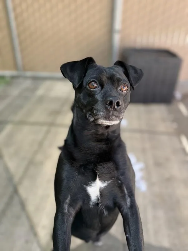 An adult small-sized male Chihuahua dog named Charles Wingus for adoption in San Diego, CA