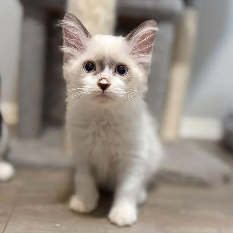 A baby medium-sized female Lilac Point Siamese cat named Halo for adoption in Queen Creek, AZ