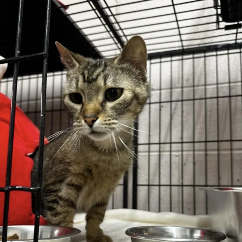 An adult medium-sized male American Shorthair cat named Meow meow for adoption in Lancaster, SC