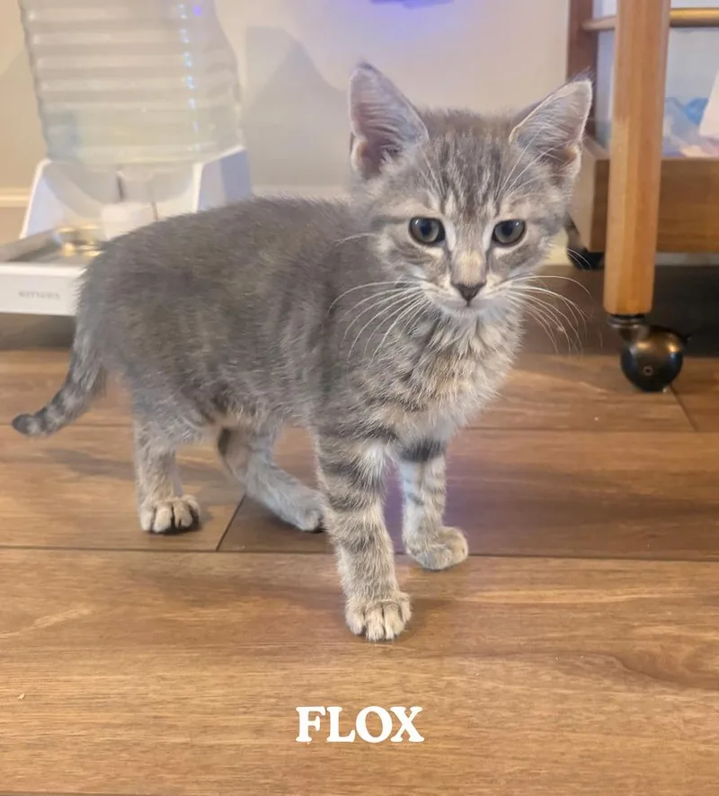 A baby small-sized male Gray / Blue / Silver Domestic Medium Hair cat named Flox for adoption in Mooresville, NC