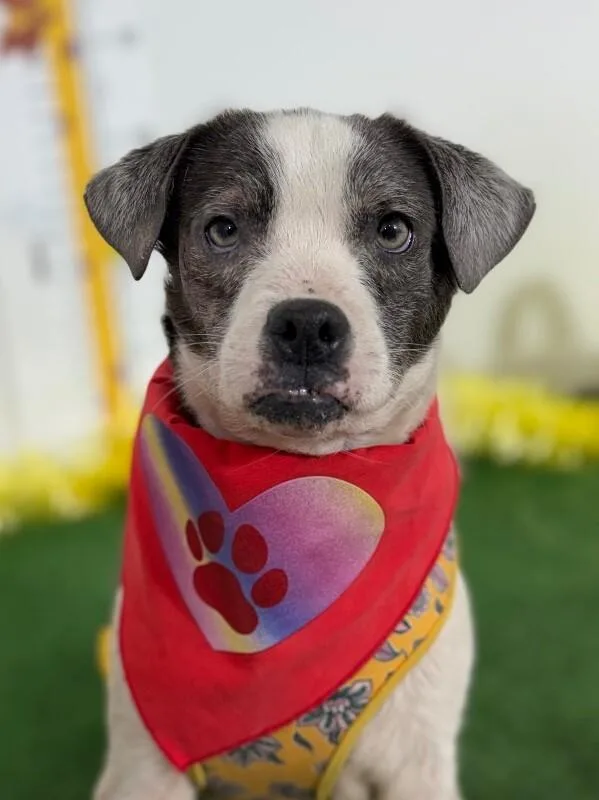 A young small-sized male White / Cream Parson Russell Terrier dog named Mr. Pibb for adoption in Carlsbad, CA