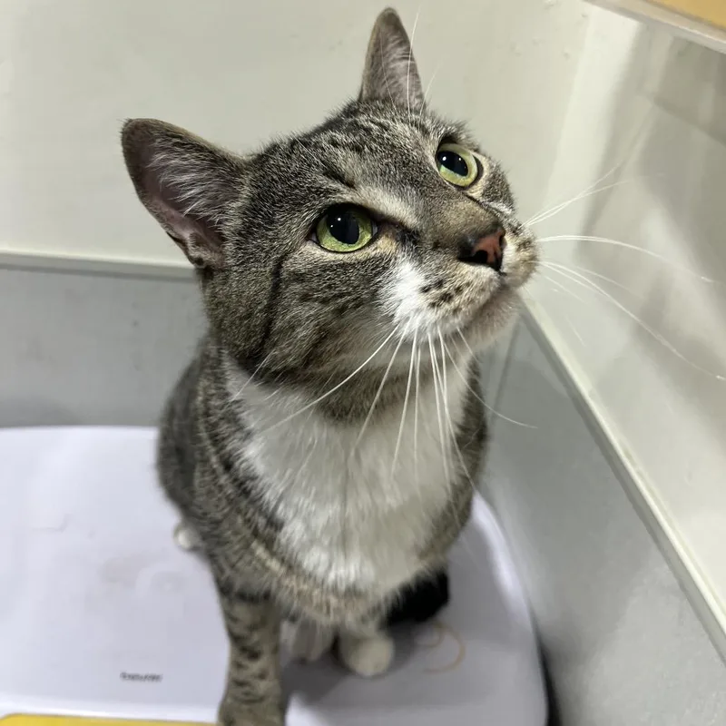 An adult large-sized male Gray / Blue / Silver Domestic Short Hair cat named Sabi for adoption in Tampa, FL