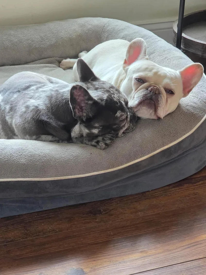 A young small-sized female French Bulldog dog named Pickles & Moo Moo for adoption in Belmar, NJ