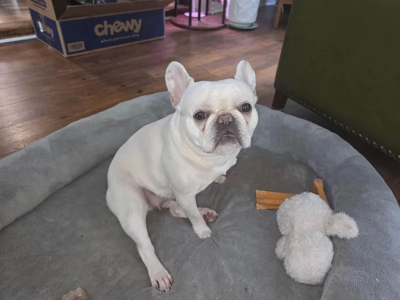 Pickles & Moo Moo thumbnail 2