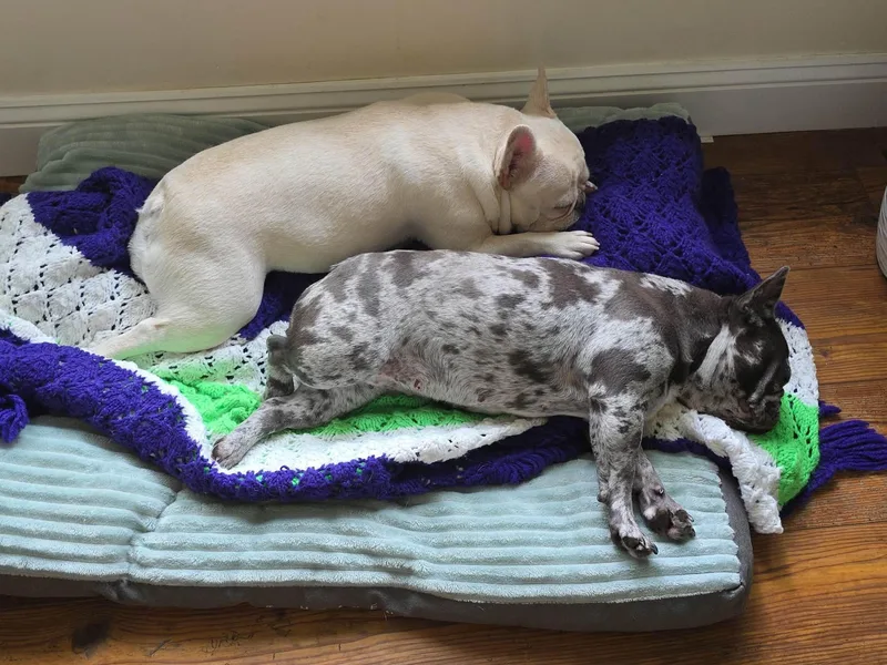 Pickles & Moo Moo thumbnail 3