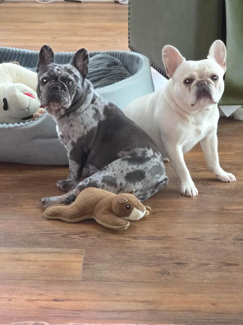 Pickles & Moo Moo thumbnail 5