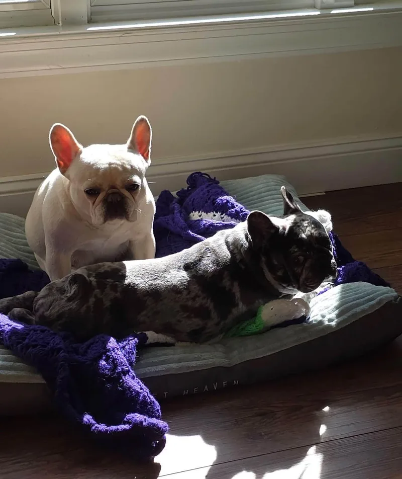 Pickles & Moo Moo thumbnail 6