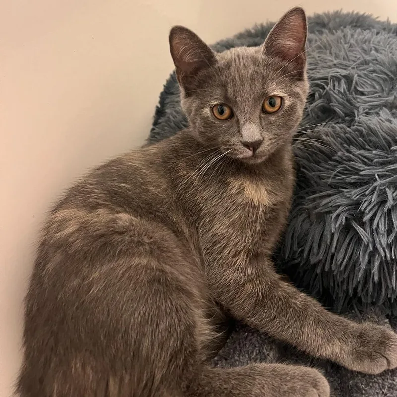 A baby small-sized female Gray / Blue / Silver Domestic Short Hair cat named Sierra for adoption in Fairfax, VA