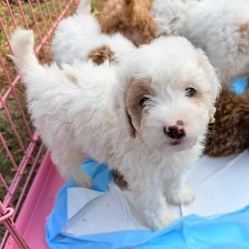 A baby medium-sized male White / Cream Poodle dog named J. Alexander for adoption in Huntsville, AL