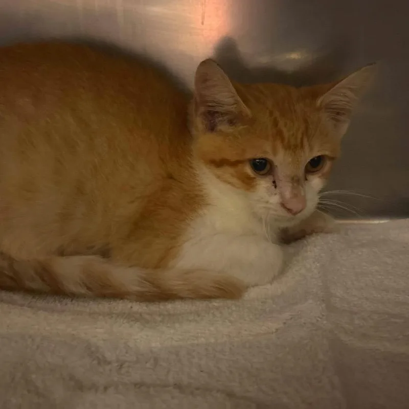 A baby small-sized male Orange / Red Domestic Short Hair cat named Ziti for adoption in Bristol, IN