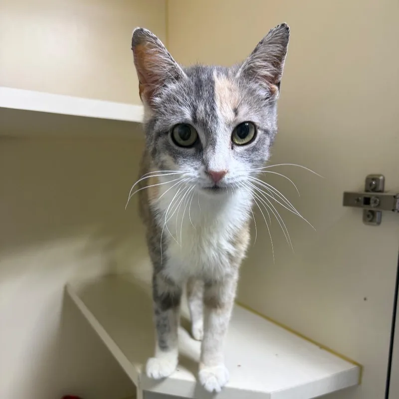 A young small-sized female Calico Domestic Short Hair cat named Shirley for adoption in Mocksville, NC