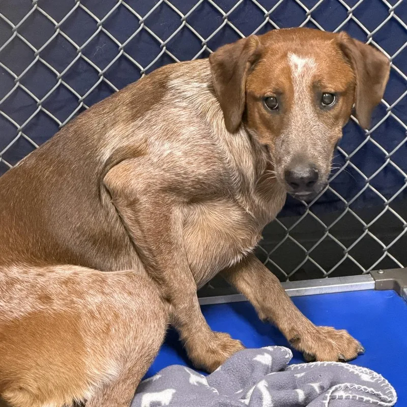 A young small-sized female Red / Chestnut / Orange Coonhound dog named Paisley for adoption in Marion, VA