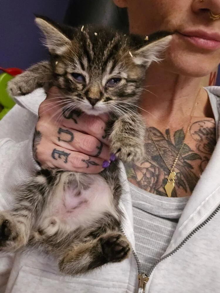 A baby small-sized male Brown / Chocolate Domestic Short Hair cat named Elliott for adoption in Vancouver, WA