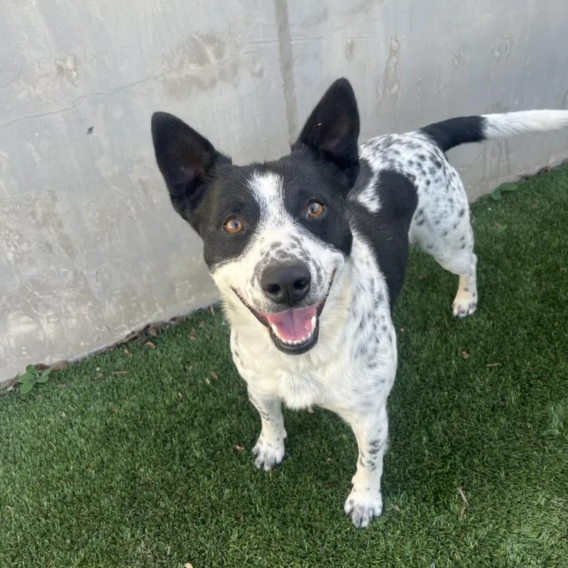 Flounder thumbnail 2