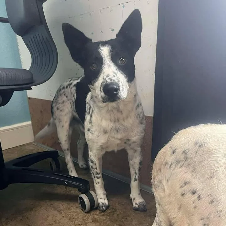 Flounder thumbnail 3