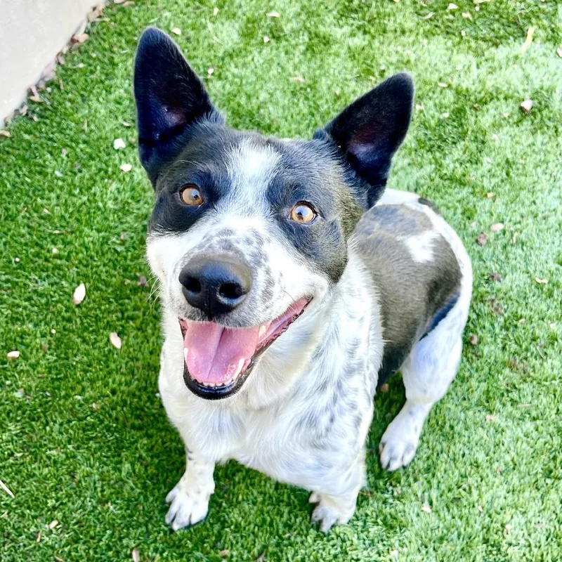 Flounder thumbnail 4