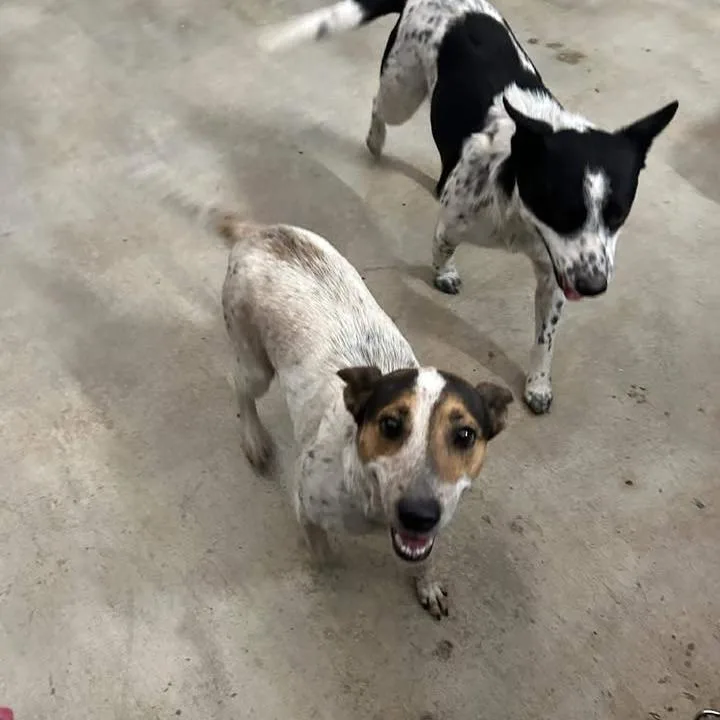 Flounder thumbnail 5