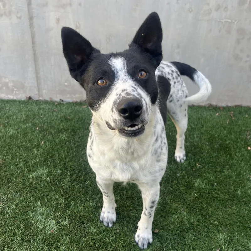 Flounder thumbnail 6