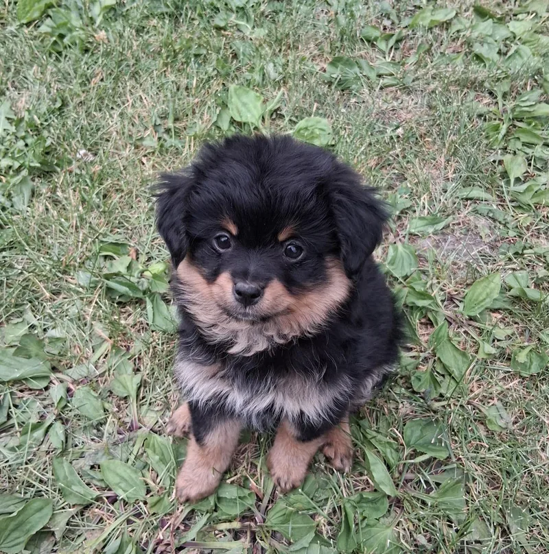 A baby small-sized female Black Pomeranian dog named Pepsi for adoption in Fairmont, MN