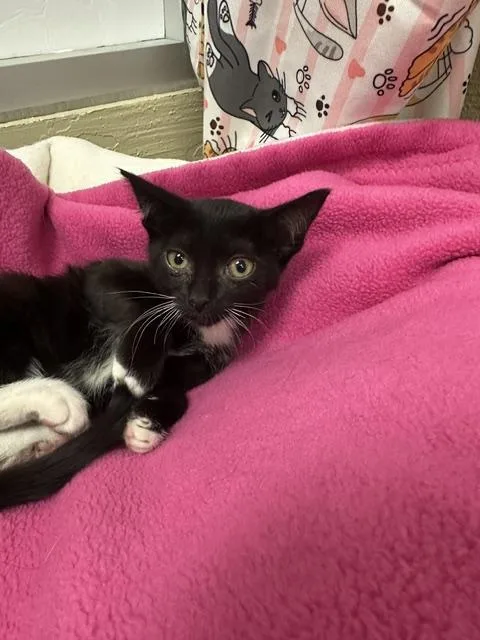 A baby small-sized female Black & White / Tuxedo Domestic Short Hair cat named Lady M for adoption in Parlier, CA