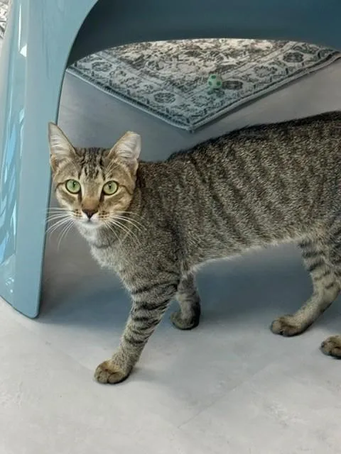 A young medium-sized male Domestic Short Hair cat named Marco for adoption in Naples, FL