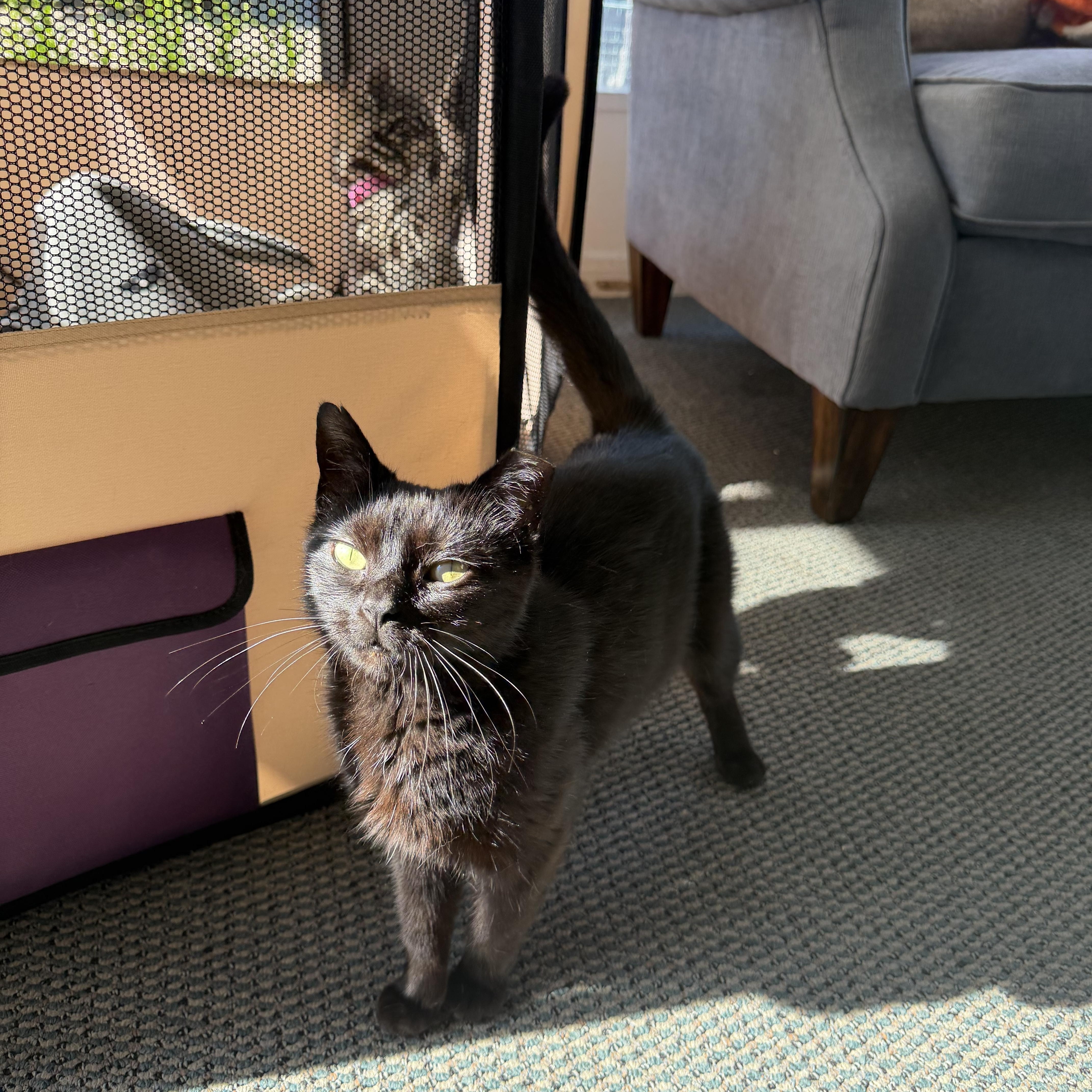 An adult medium-sized female Black Domestic Short Hair cat named Willow for adoption in Independence, OH