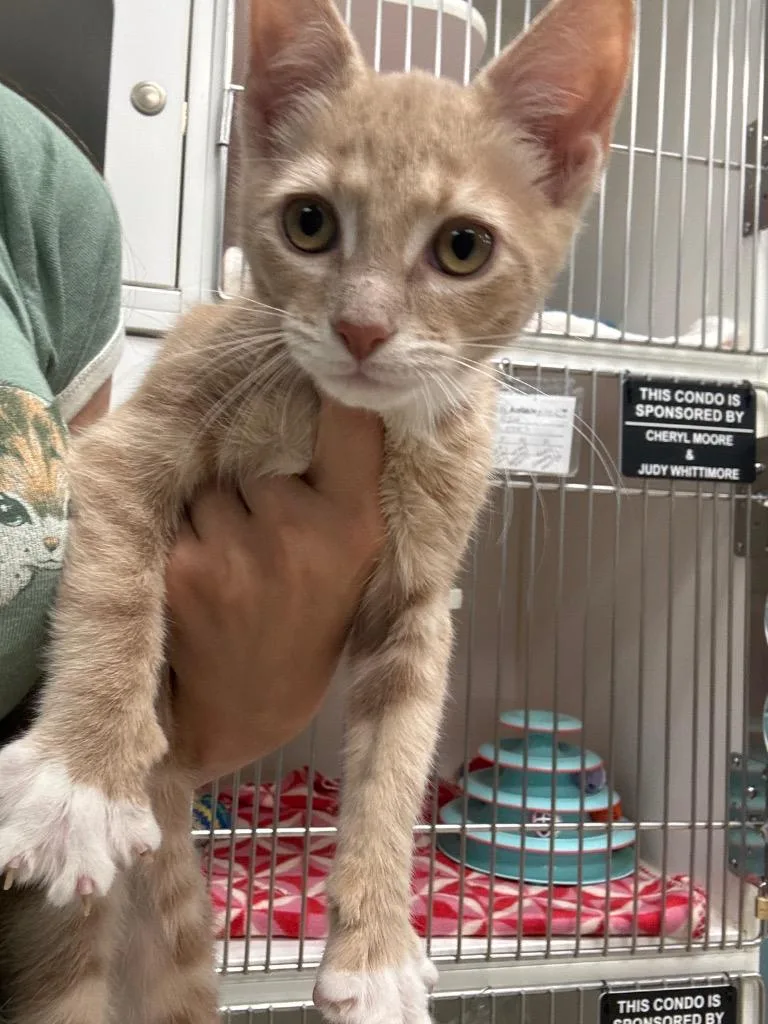 A baby small-sized male Domestic Short Hair cat named Konu for adoption in Johnson City, TN