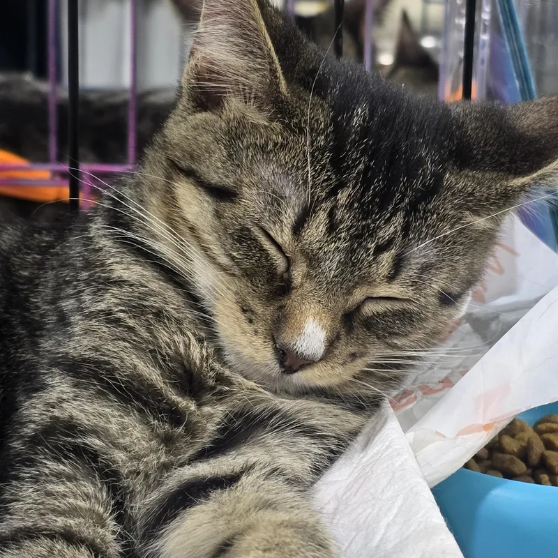 A young medium-sized male Tabby (Buff / Tan / Fawn) Domestic Short Hair cat named Bullseye for adoption in East Lansing, MI