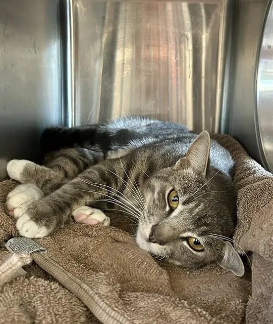 A young small-sized male Domestic Short Hair cat named Neeko for adoption in Sacramento, CA