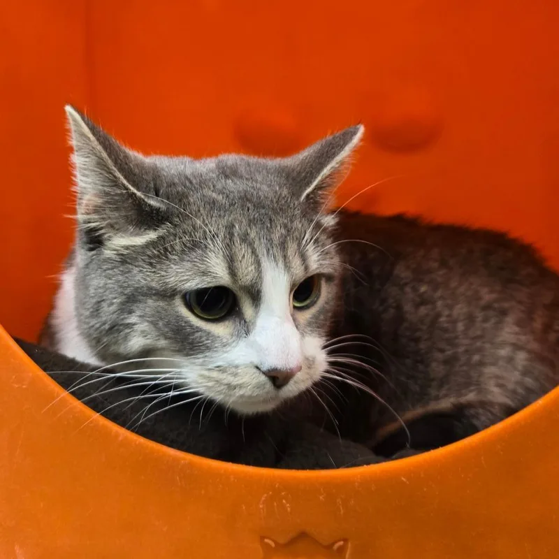 An adult large-sized female Gray / Blue / Silver Domestic Medium Hair cat named Sugar for adoption in Waukesha, WI