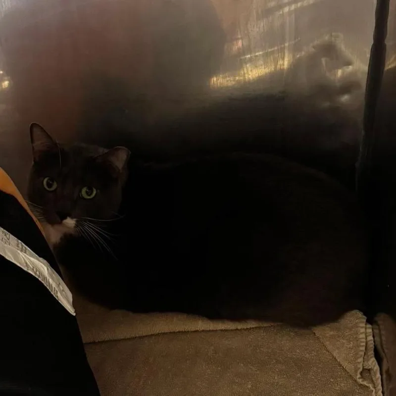 Meatball