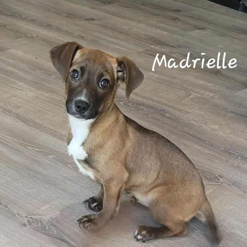 Madrielle