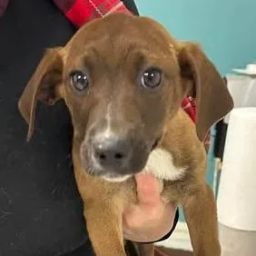 Madrielle thumbnail 2