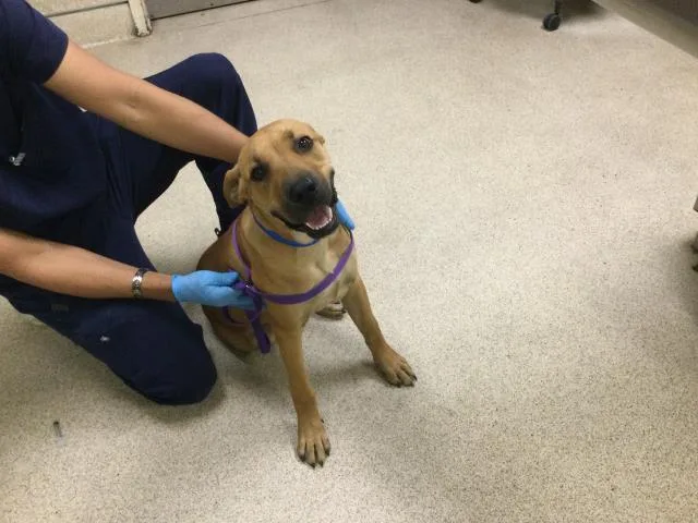 A young small-sized male Mastiff dog named Dougie for adoption in Riverside, CA