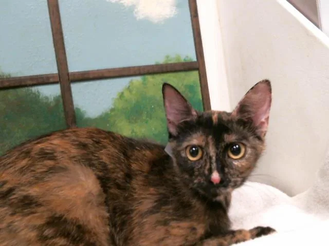 A young medium-sized female Domestic Short Hair cat named Bonnie for adoption in Houston, TX