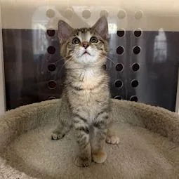 A baby small-sized female Brown / Chocolate Domestic Short Hair cat named Garden for adoption in South Elgin, IL