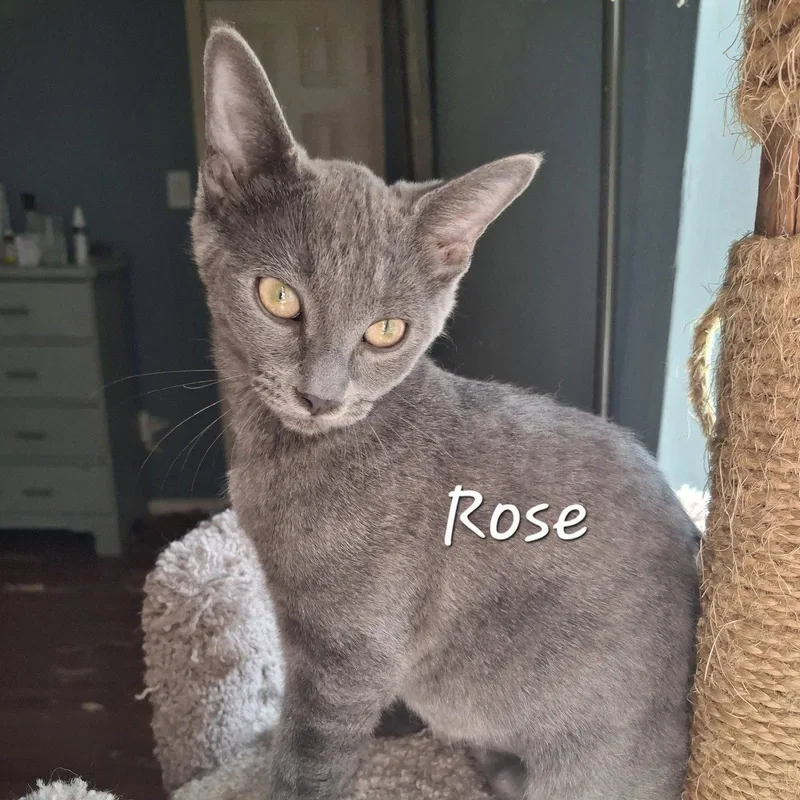 A baby medium-sized female Gray / Blue / Silver Russian Blue cat named Rose lapcat for adoption in Houston, TX