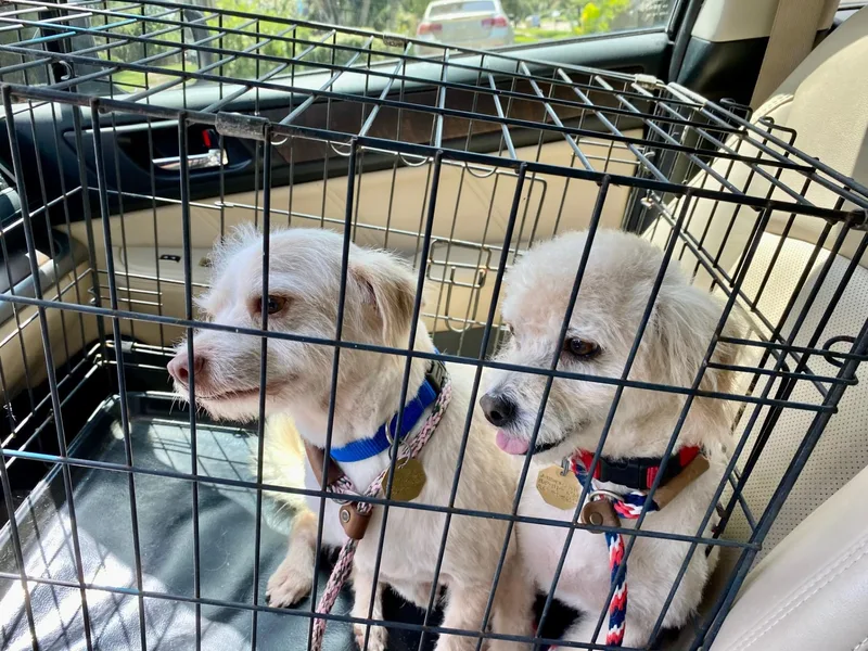 A young small-sized male Miniature Poodle dog named Toby for adoption in Houston, TX