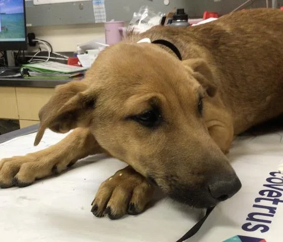 A baby small-sized female German Shepherd Dog dog named Piper for adoption in Riverside, CA