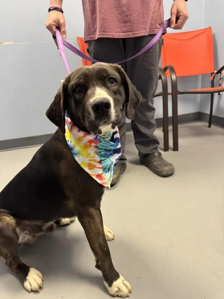 Fish Sticks thumbnail 2