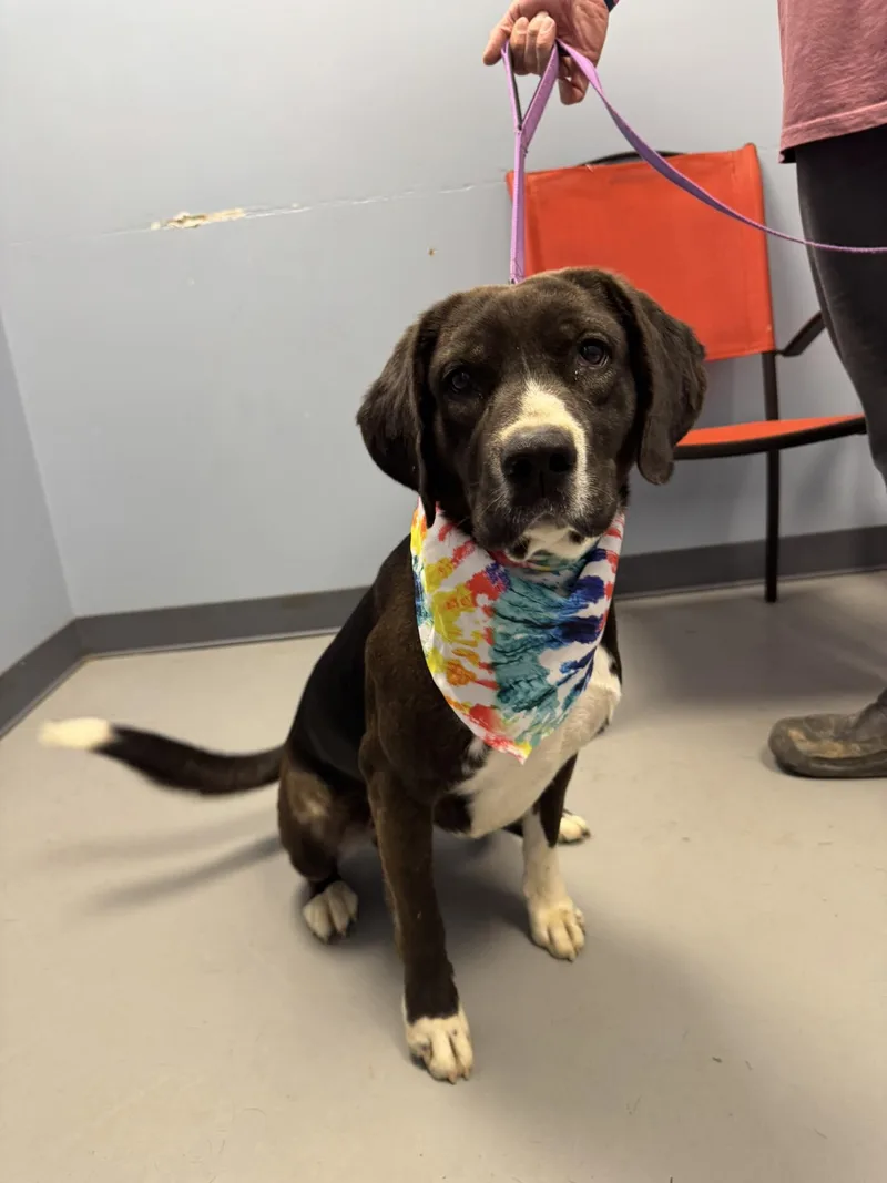 Fish Sticks thumbnail 3