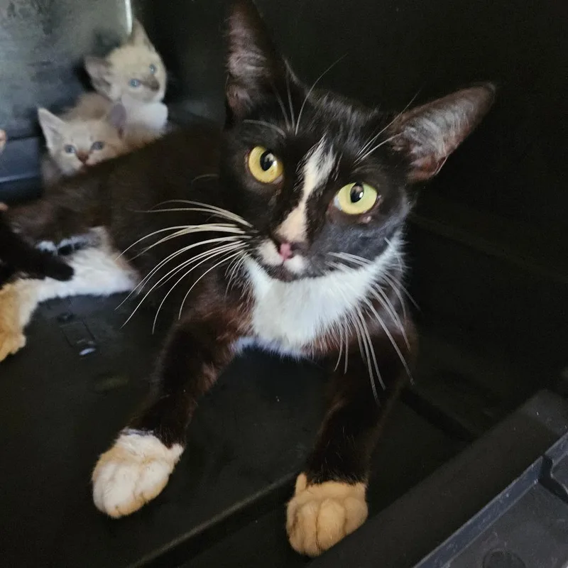 A young medium-sized female Black Domestic Short Hair cat named J.j. for adoption in Hattiesburg, MS