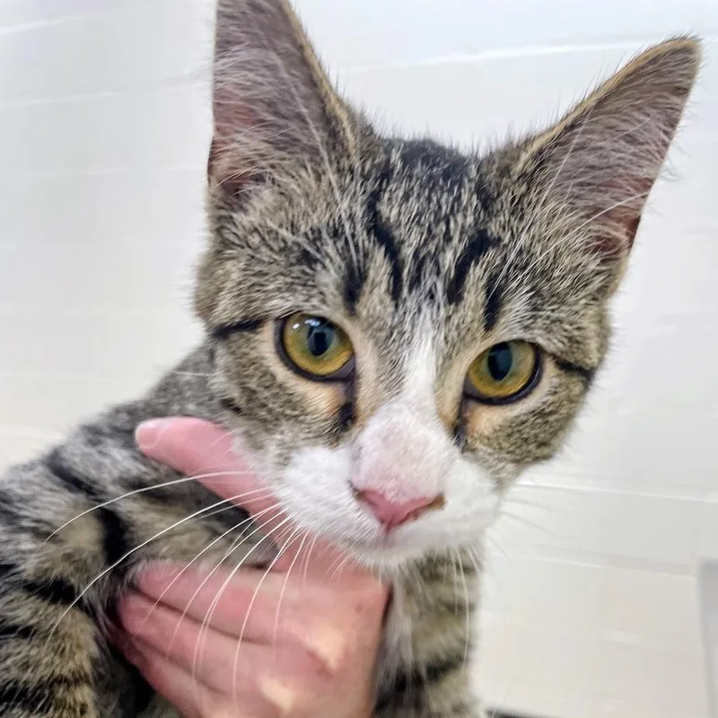 A baby small-sized female Brown / Chocolate Domestic Short Hair cat named Crimson&Clover for adoption in Fredericksburg, VA