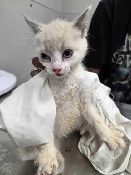 A baby small-sized female Domestic Short Hair cat named Van Gogh for adoption in Sevierville, TN