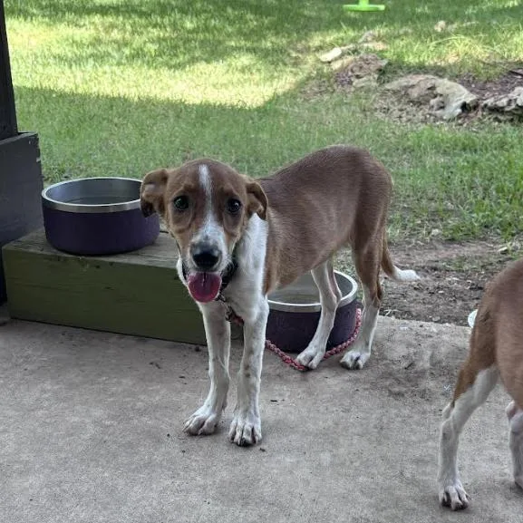 Reese Atwood